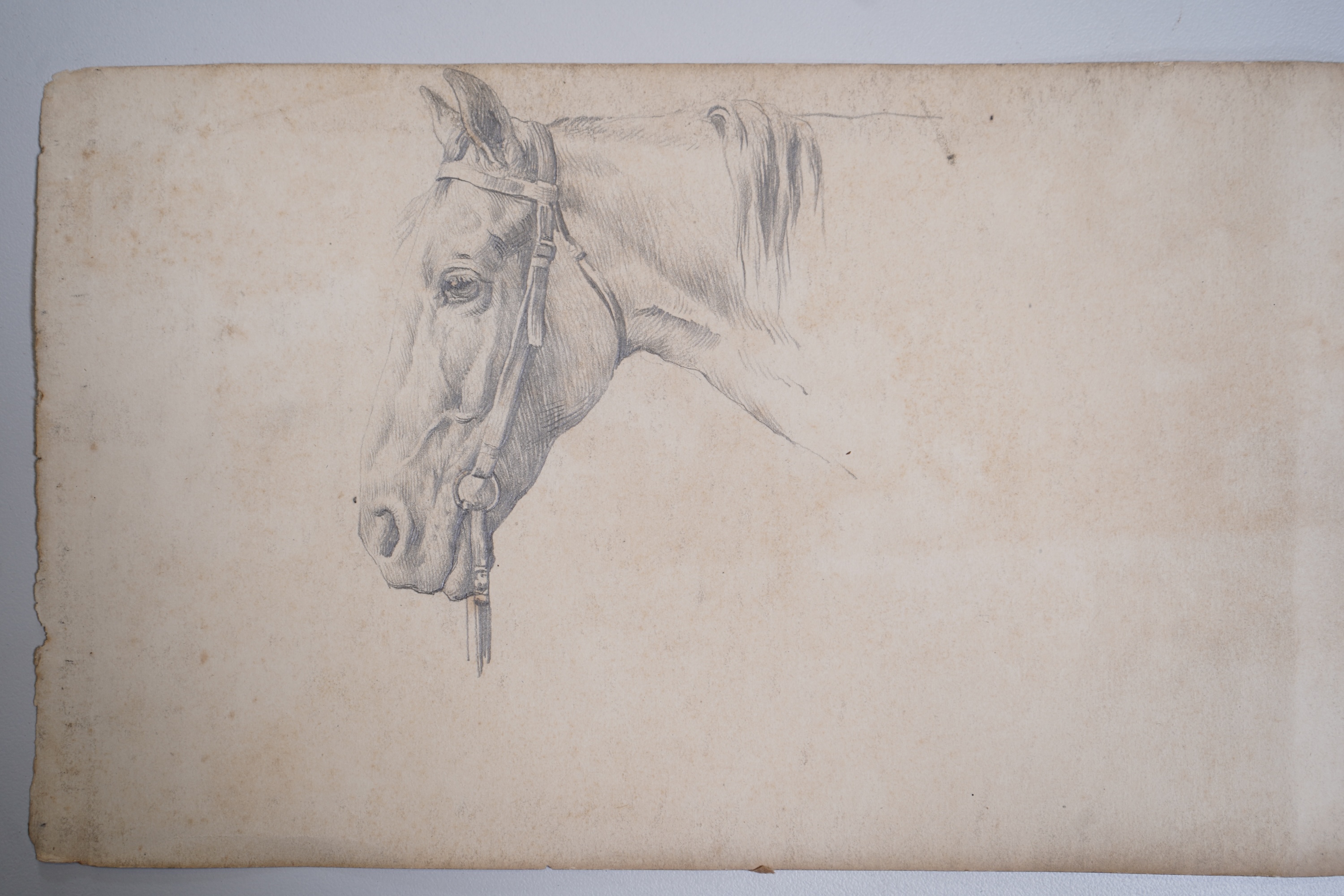 Herbert Thomas Dicksee, (1862-1942), Study of a horses head